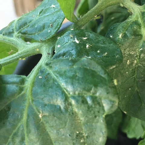 Mehltau zucchini Mehltau zucchini