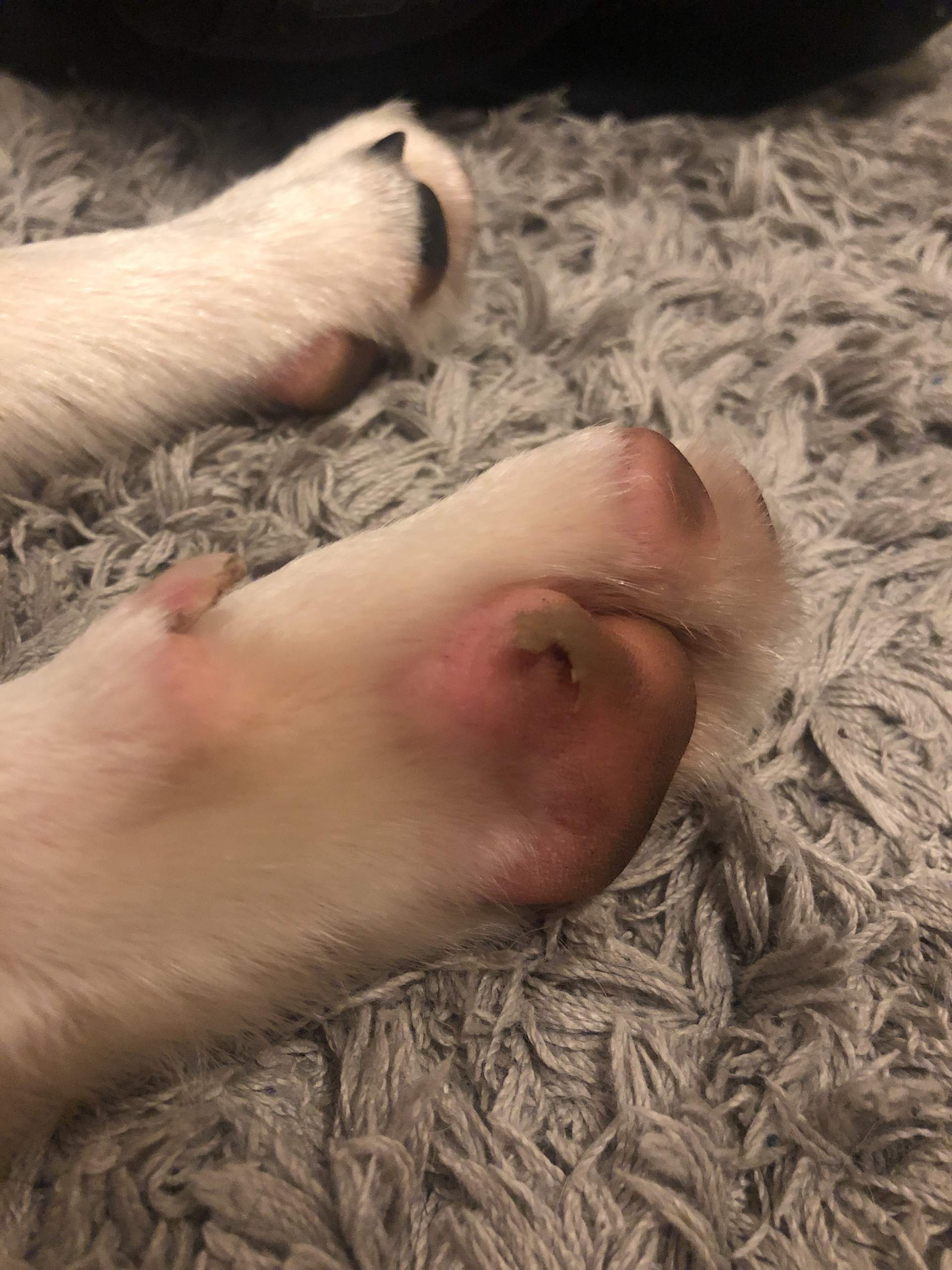 Handwurzelballen Hund Verletzt