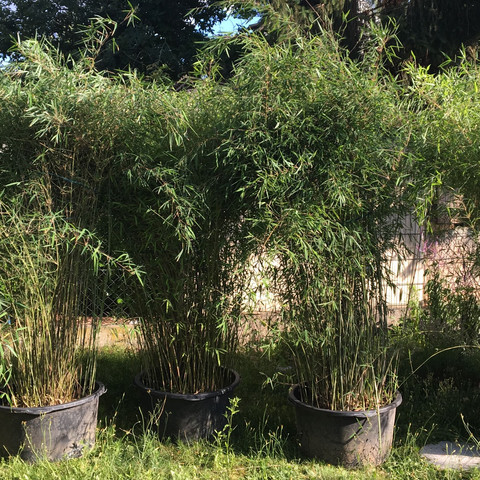 Bambus  - (Garten, Bambus, Nachbarschaftsrecht)