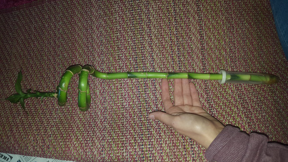 Bambus  im  Wasser  stehen   Bambus  im  Wasser  stehen