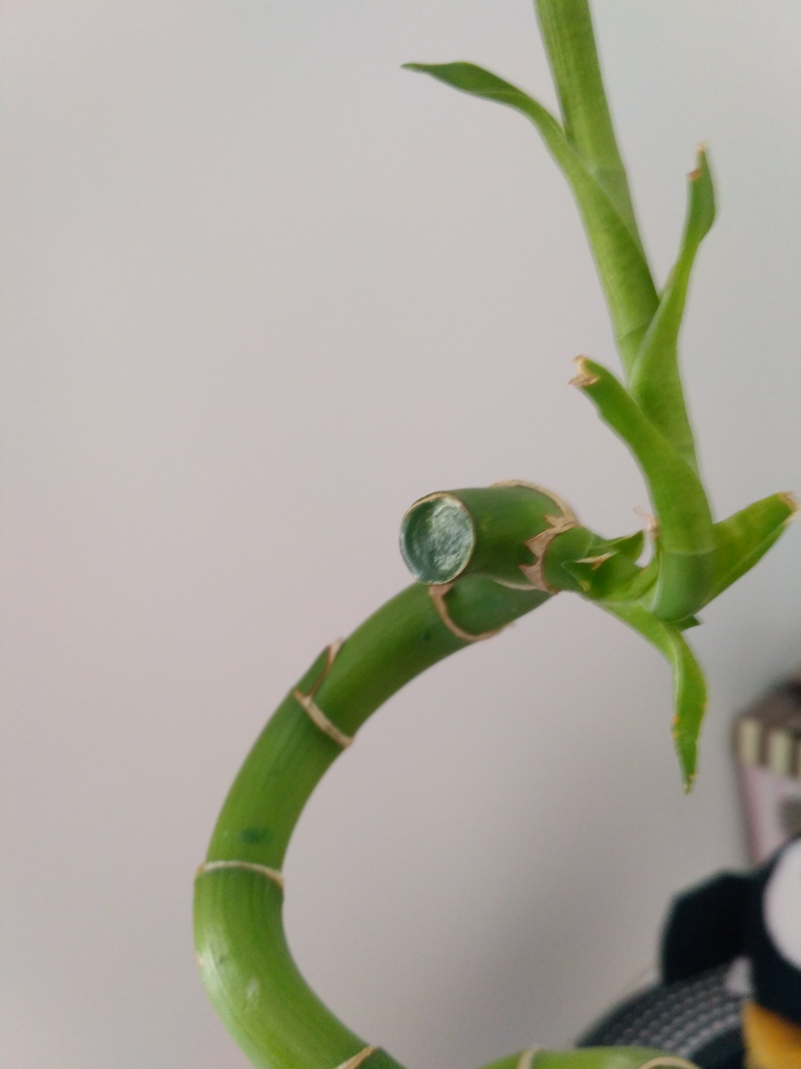 Bambus schneiden  Pflanzen Garten Natur   Bambus schneiden  Pflanzen Garten Natur