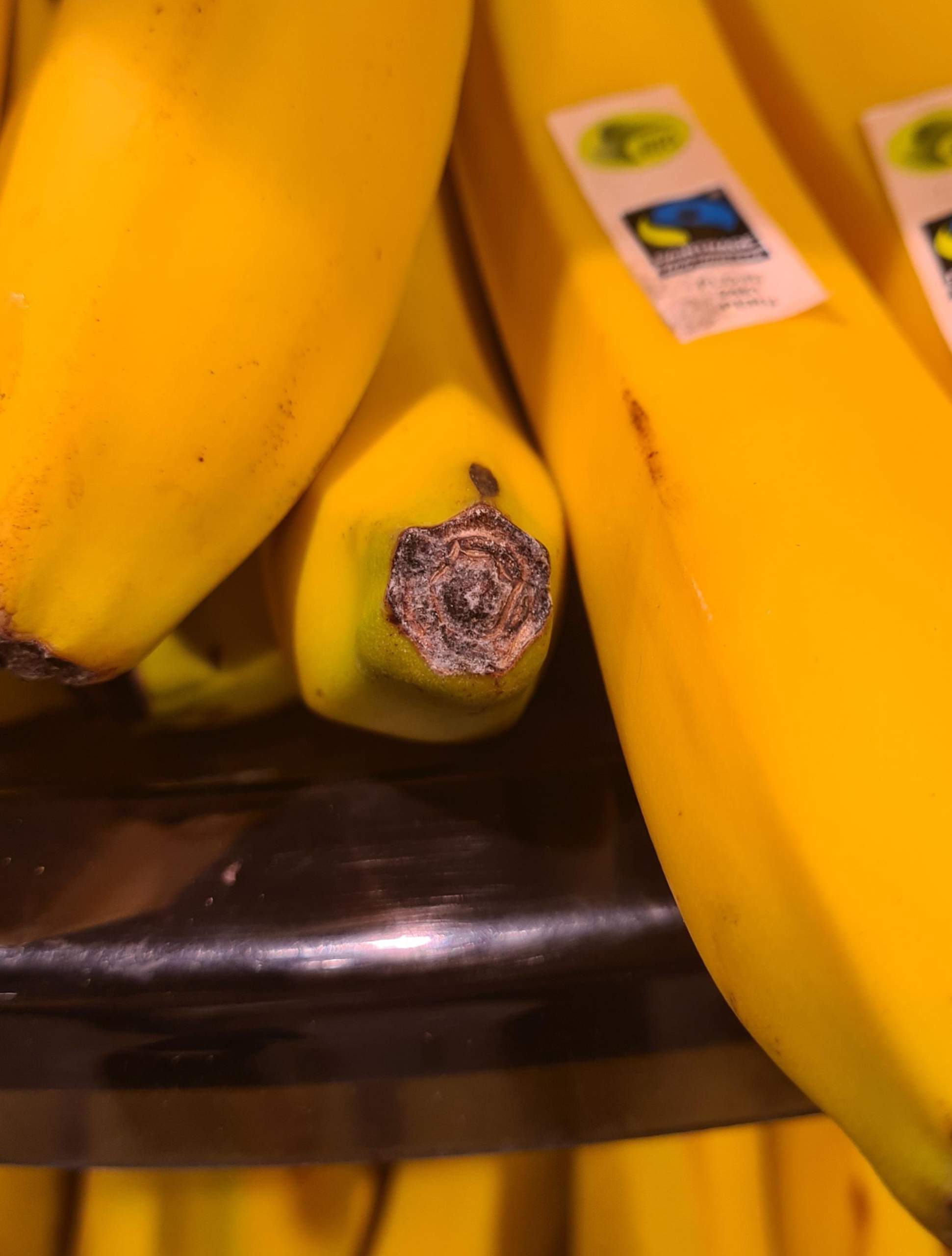 Banane schlecht wenn das Ende weiss ist? (Schimmel, Obst, Früchte) Banane schlecht wenn das Ende weiss ist? (Schimmel, Obst, Früchte)