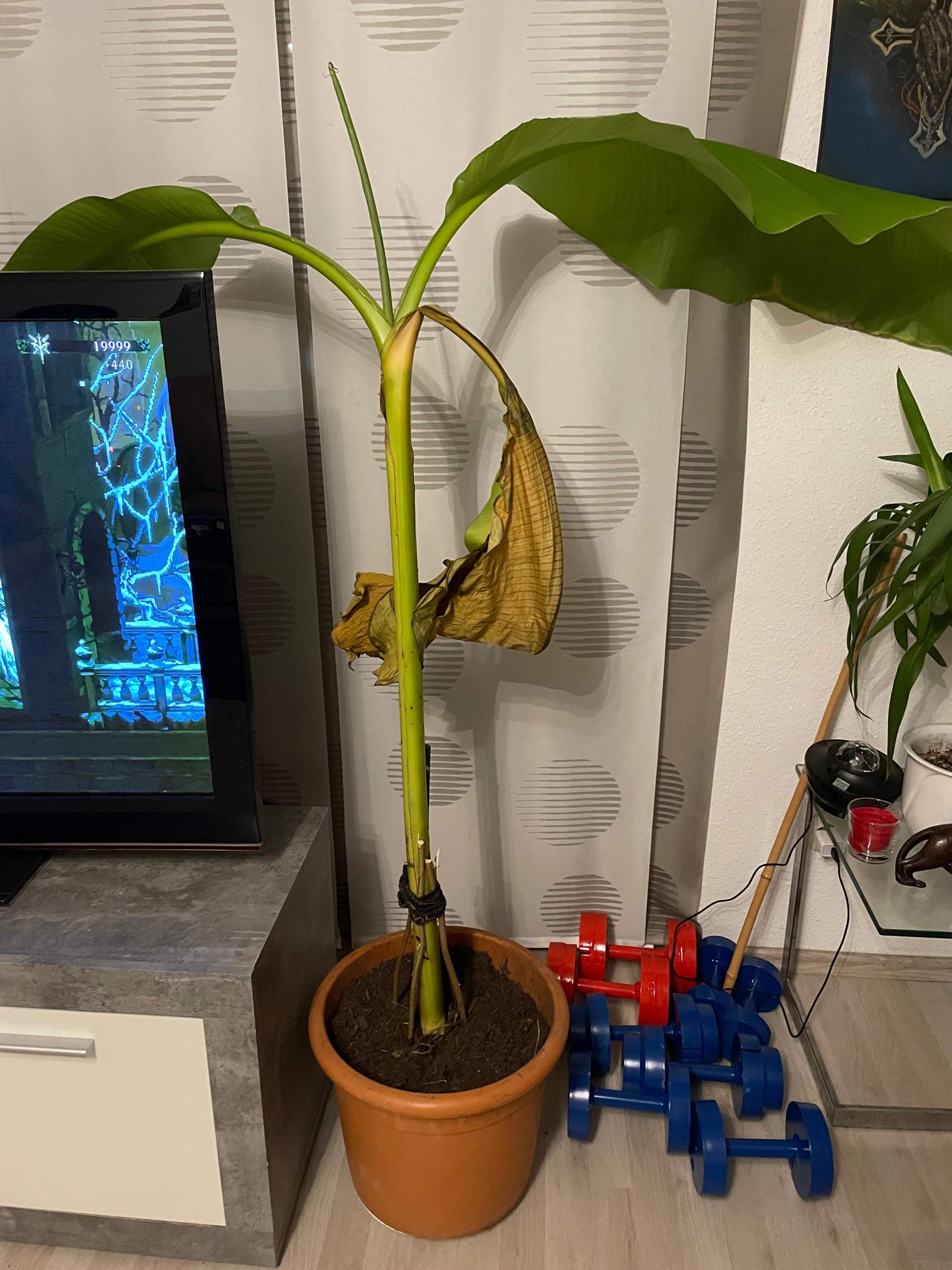 Bananen Pflanze, Mangelerscheinungen? (Obst, Pflanzenpflege, Botanik)