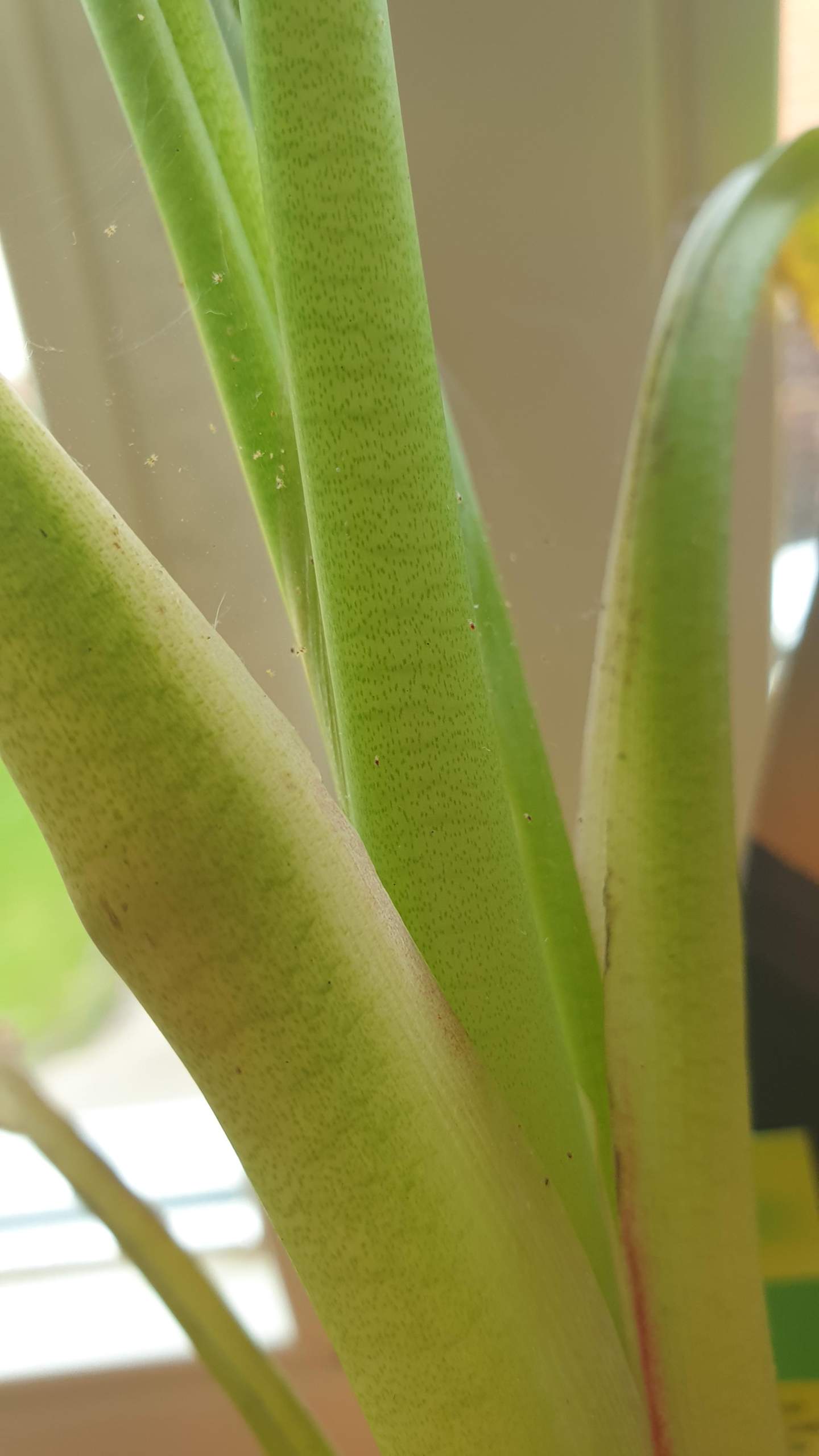 Bananen Schdlinge? (Tiere, Pflanzen, Garten)