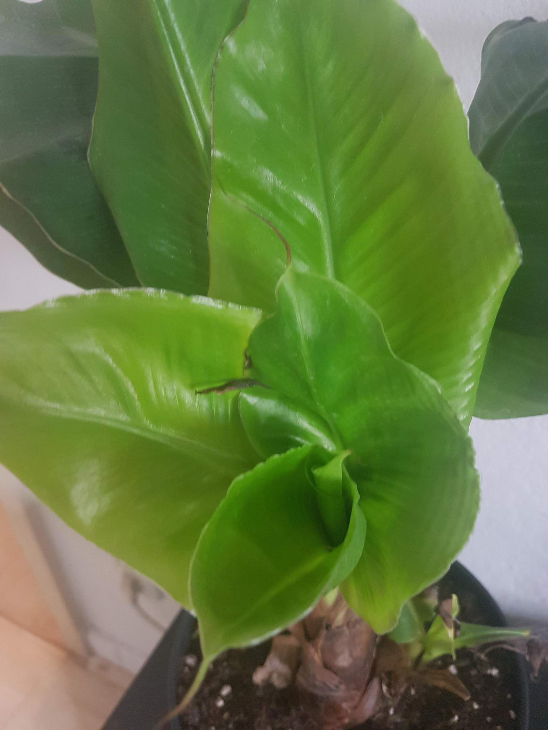 Bananenpflanze bekommt braune Blätter? (Pflanzen, Garten, Pflanzenpflege)