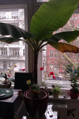 banane - (Pflanzen, Blumen, Zimmerpflanzen)