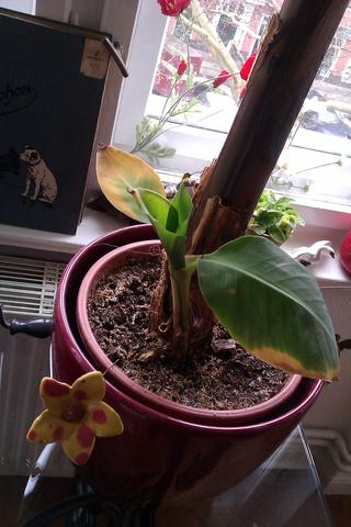 banane  - (Pflanzen, Blumen, Zimmerpflanzen)
