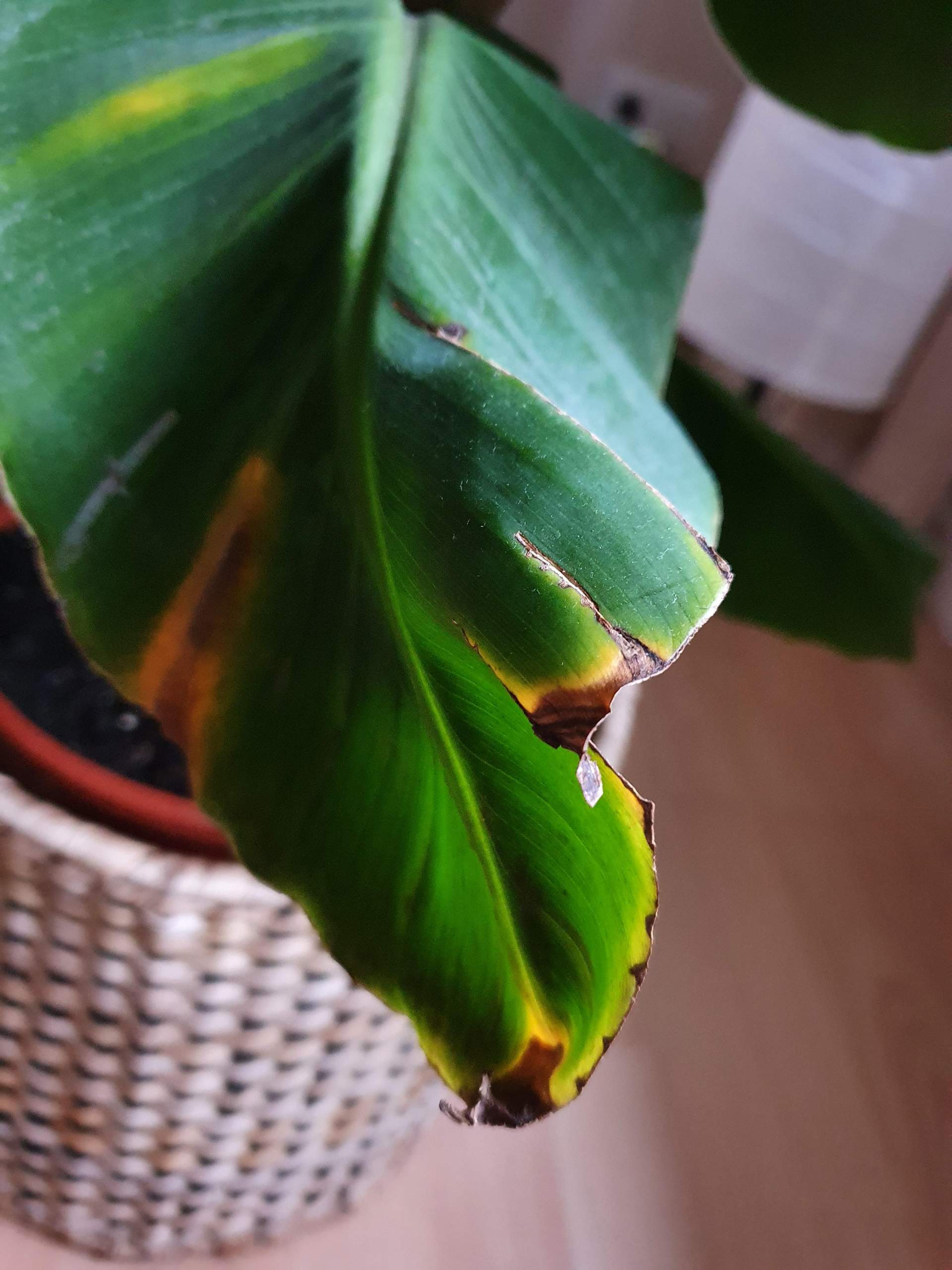 Bananenpflanze, braune Blätter? (Pflanzen)