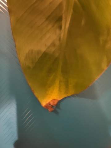 Bananenpflanze gelbe Bltter? (Wasser, Cannabis, Flecken)