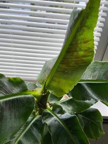 Bananenpflanze hat Blattstau, was kann ich tun und wie entsteht sowas?