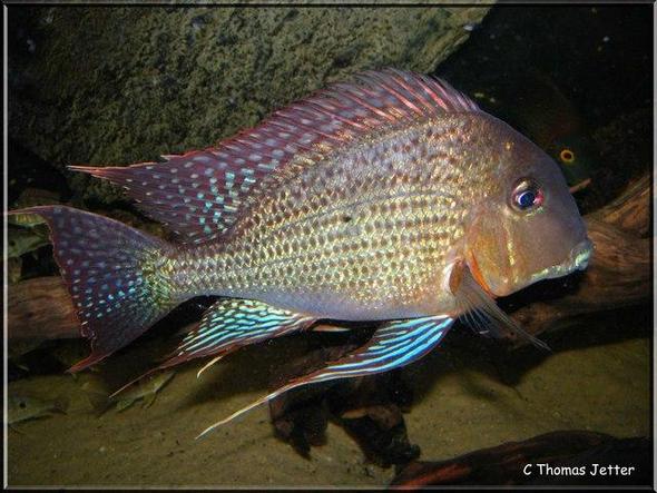 Geophagus altifrons - (Tiere, Fische, Aquarium)