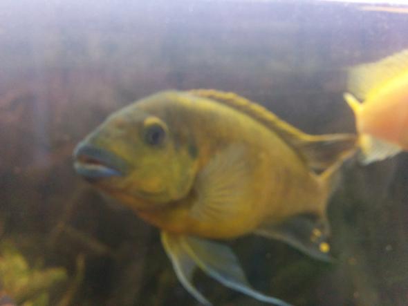 Barschexperten? (Aquarium, Barsche)