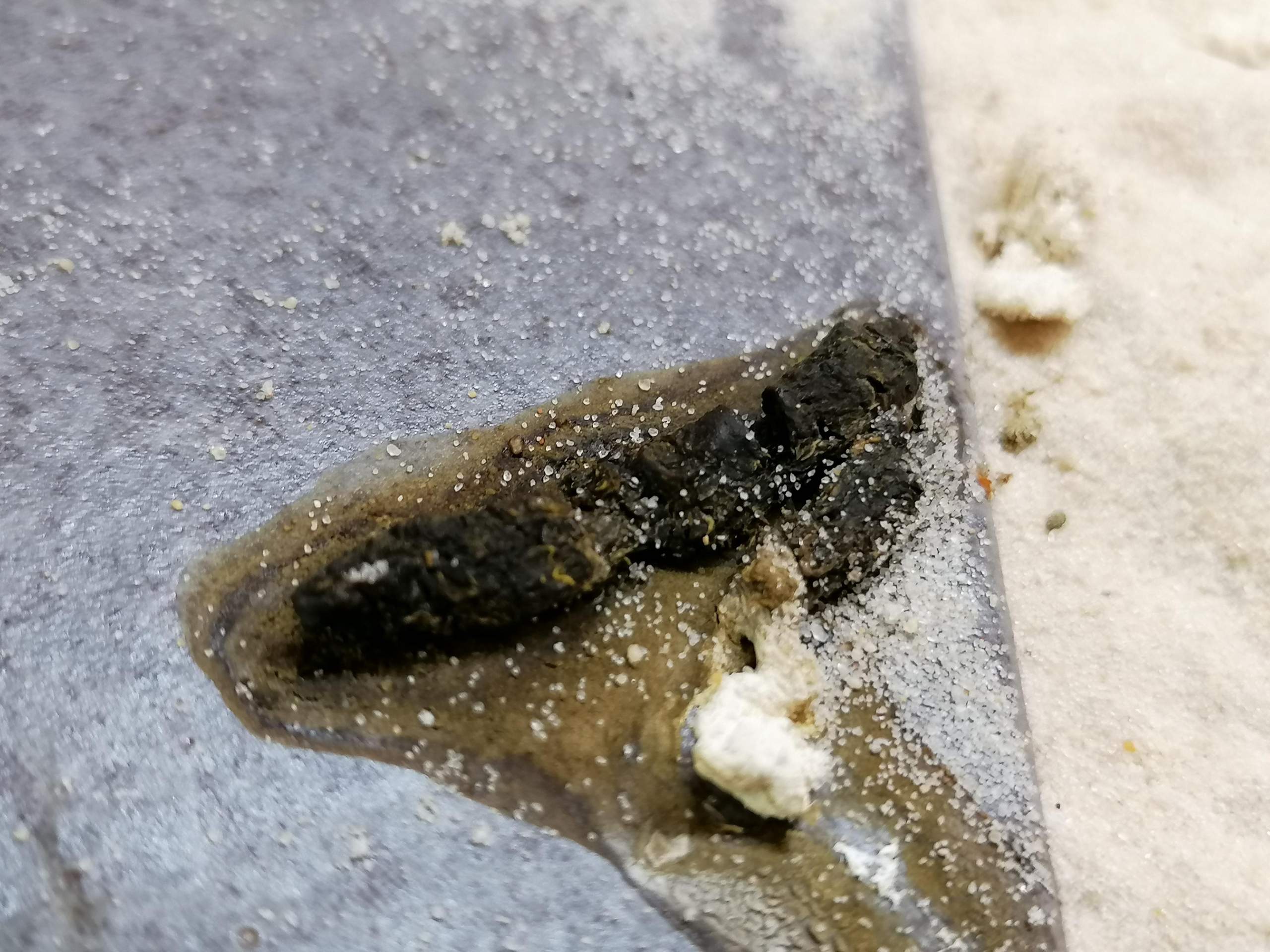 Bartagame Durchfall? (Kot) - 0 Full Bartagame Durchfall? (Kot) - 0 Full