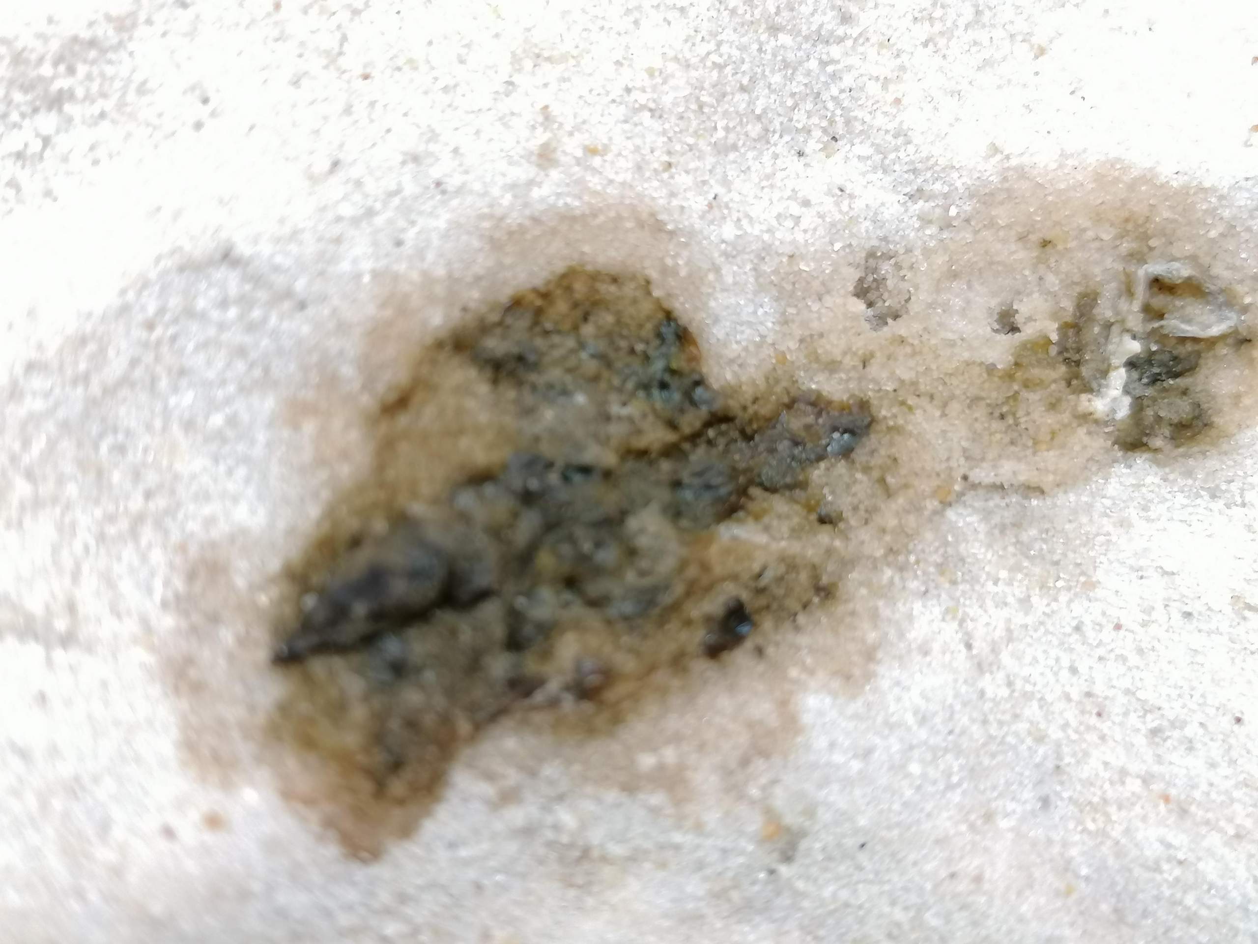 Bartagame Durchfall? (Kot) - 1 Full Bartagame Durchfall? (Kot) - 1 Full