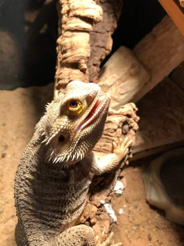 Bartagame hat die ganze Zeit den Mund offen? (Tiere, Reptilien) - 0 Big Bartagame hat die ganze Zeit den Mund offen? (Tiere, Reptilien) - 0 Big