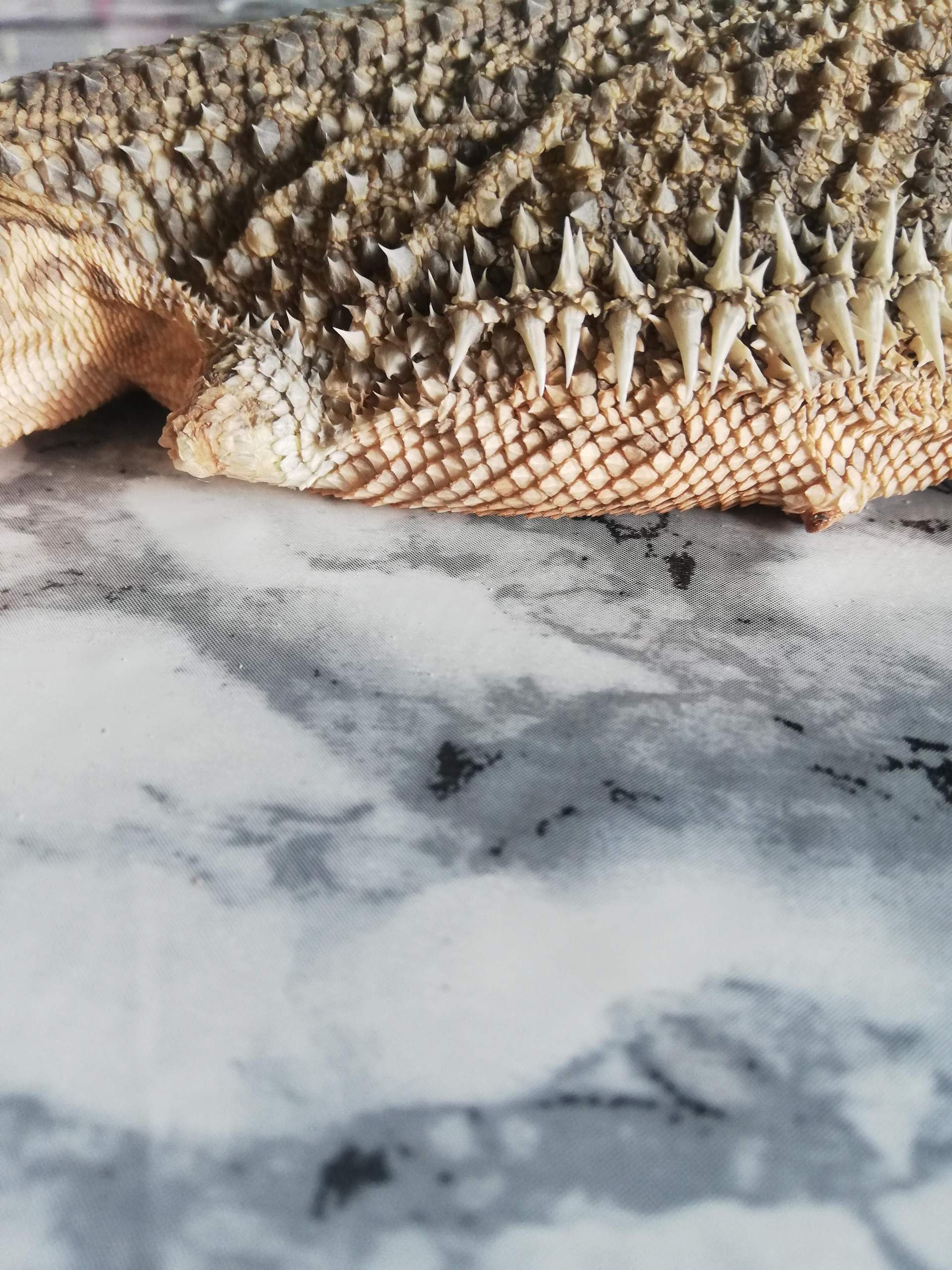 Bartagame hat knubbel? (krank, Reptilien) - 0 Full Bartagame hat knubbel? (krank, Reptilien) - 0 Full