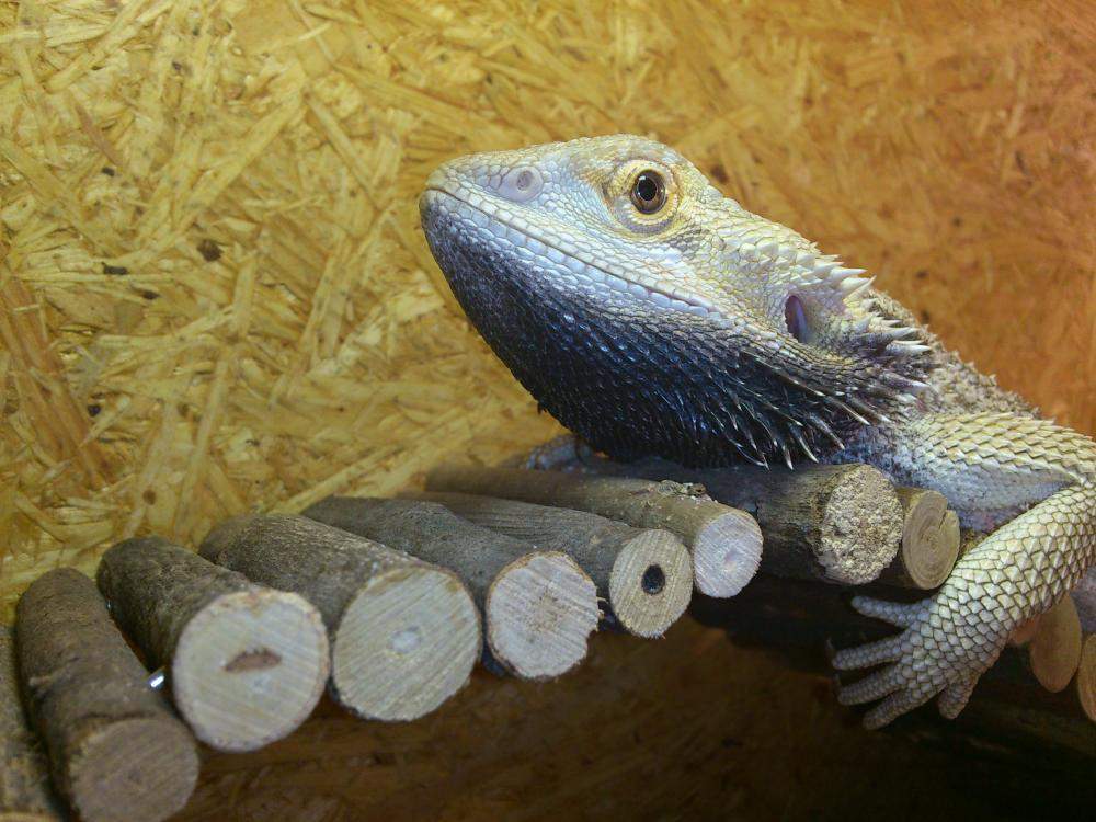 Bartagame hat schwarzen Bart und ist total Träge (Terrarium, Reptilien)