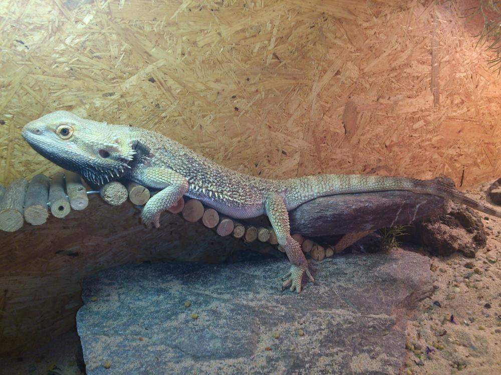 Bartagame hat schwarzen Bart und ist total Träge (Reptilien, Terrarium) - 1 Full Bartagame hat schwarzen Bart und ist total Träge (Reptilien, Terrarium) - 1 Full