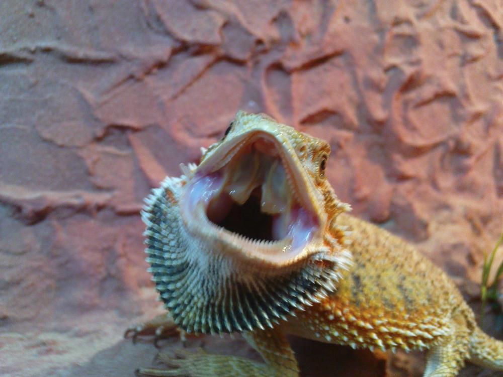 Bartagame ist grundlos agressiv (Tiere, Haustiere, Reptilien)