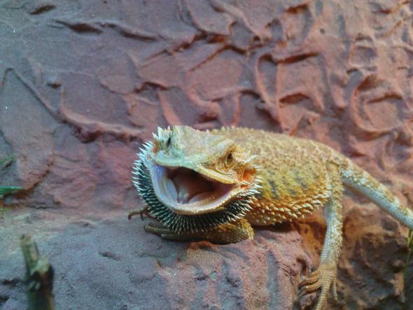 Bartagame ist grundlos aggressiv? (Tiere, Haustiere, Reptilien)