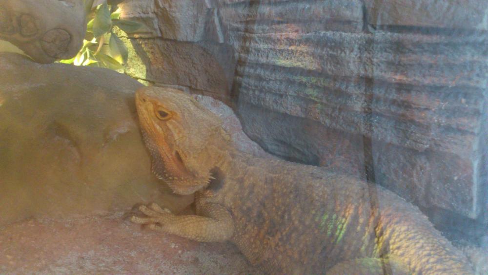 Bartagame liegt nur noch rum! HILFE (Tiere, Terrarium, Tiermedizin)
