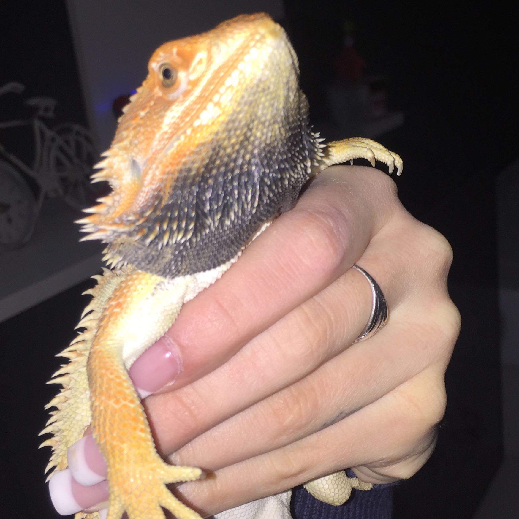 Bartagame schwarzer Bart und schwanz? (geschlechtsreif)