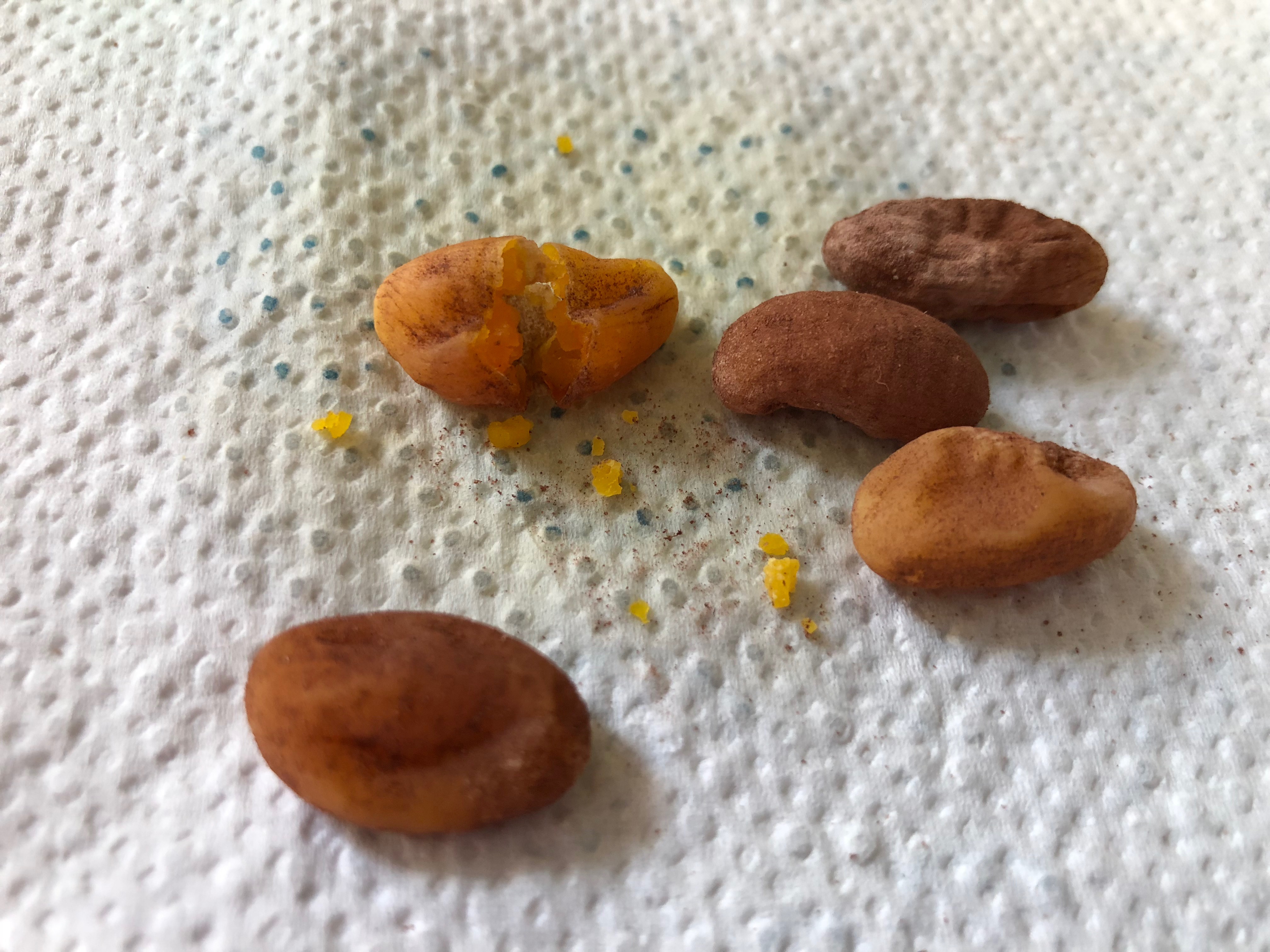 Bartagame spuckt oder kotet braune