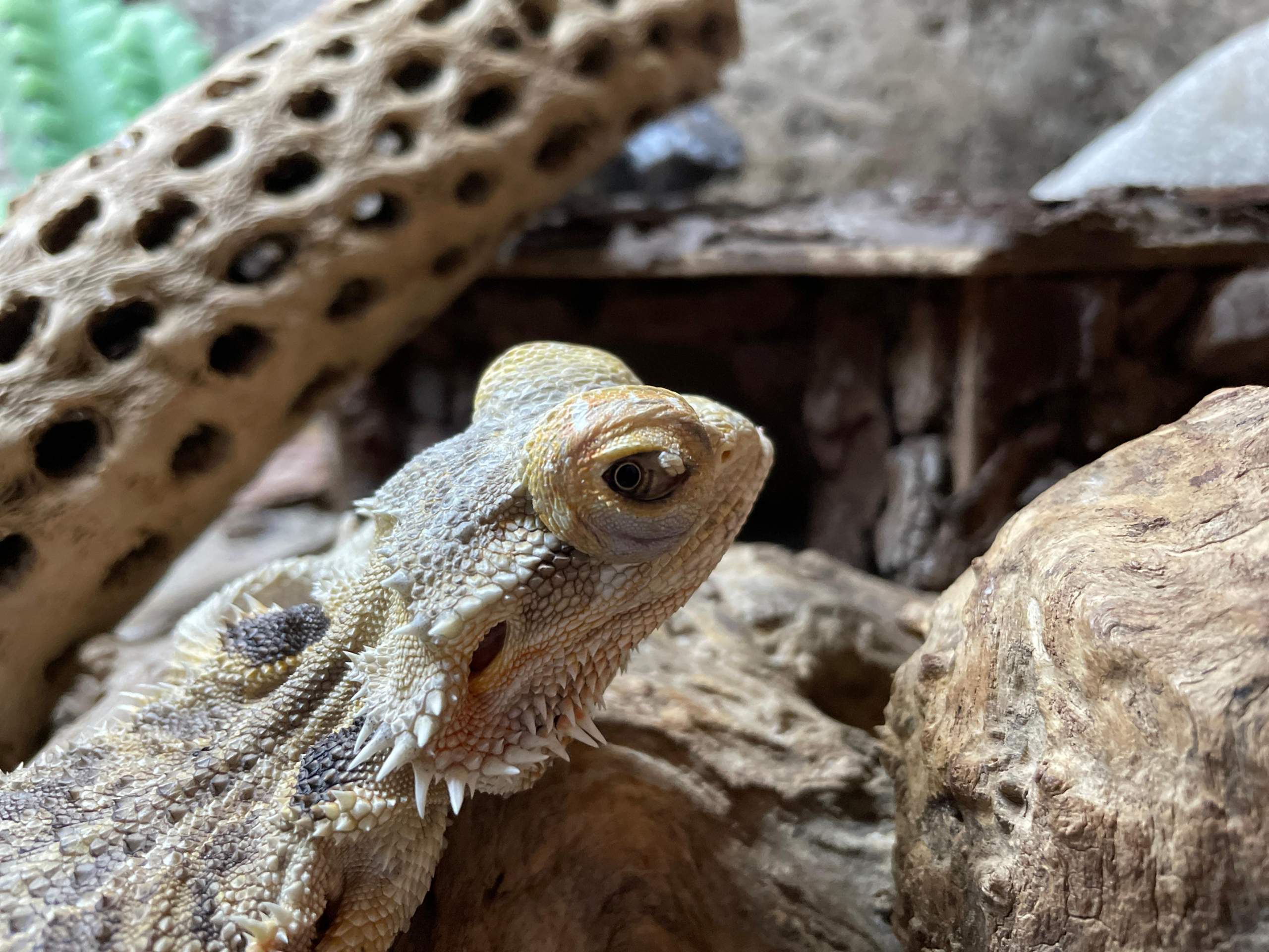 Bartagame was am Auge? (Reptilien) - 0 Full Bartagame was am Auge? (Reptilien) - 0 Full