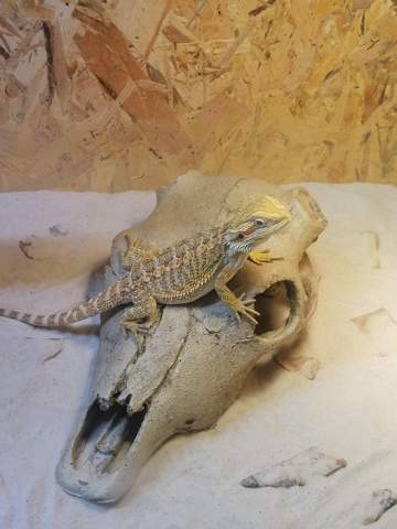 Bartagame wie oft Lebenfutter? (Futter) - 0 Big Bartagame wie oft Lebenfutter? (Futter) - 0 Big