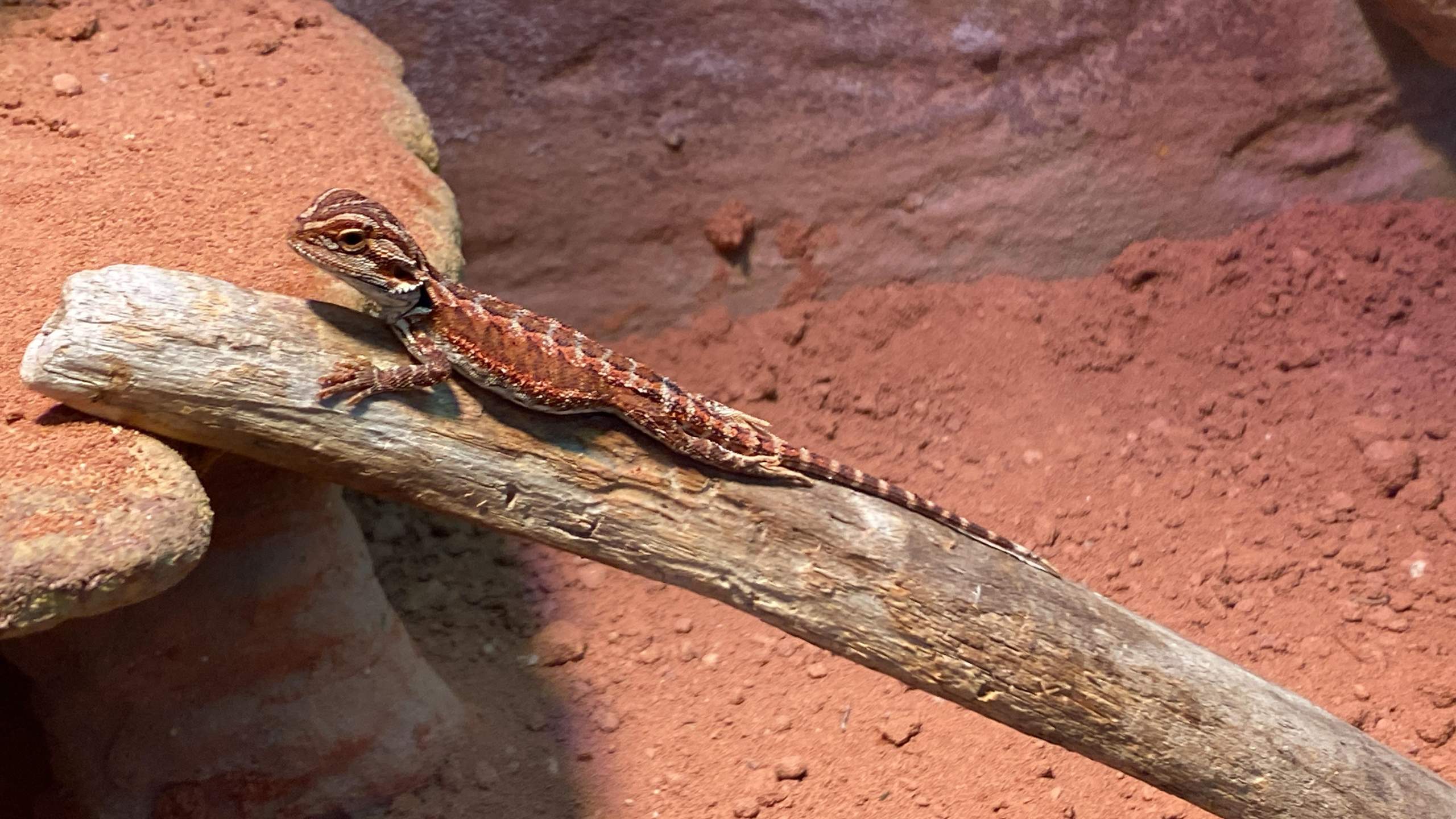 bartagame zu dick? (Reptilien, Terrarium, Echsen)