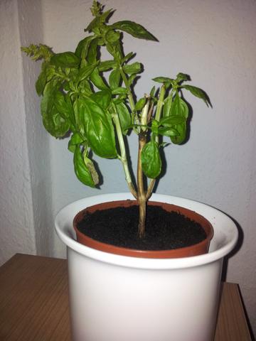 Mein Basilikum - (Pflanzen, Garten, Botanik)