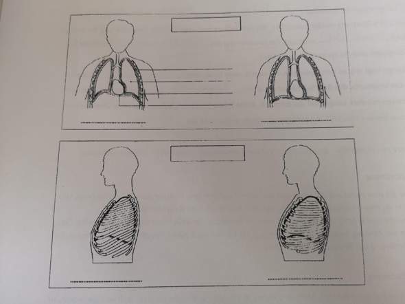 Bauatmung oder Brustatmung? (Biologie, Lunge)
