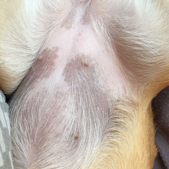Bauch von Hündin wird schwarz? (Hund, Chihuahua, Hundeerkrankungen)
