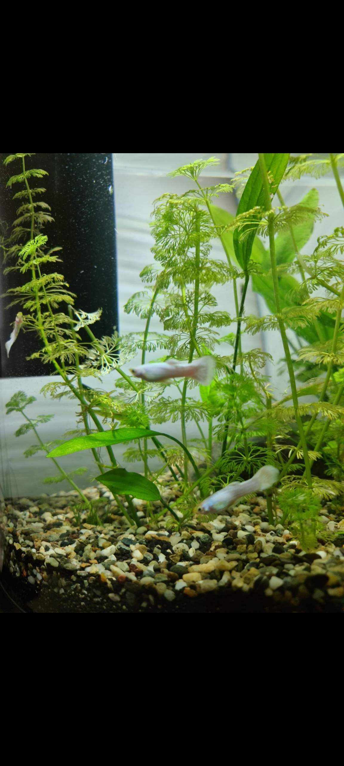 Bauchwassersucht Guppy? (Fische, Aquarium, Aquaristik)