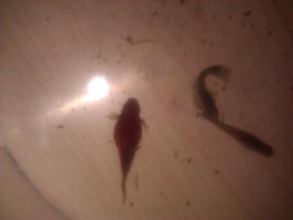 Platy - (Krankheit, Fische, Aquarium)