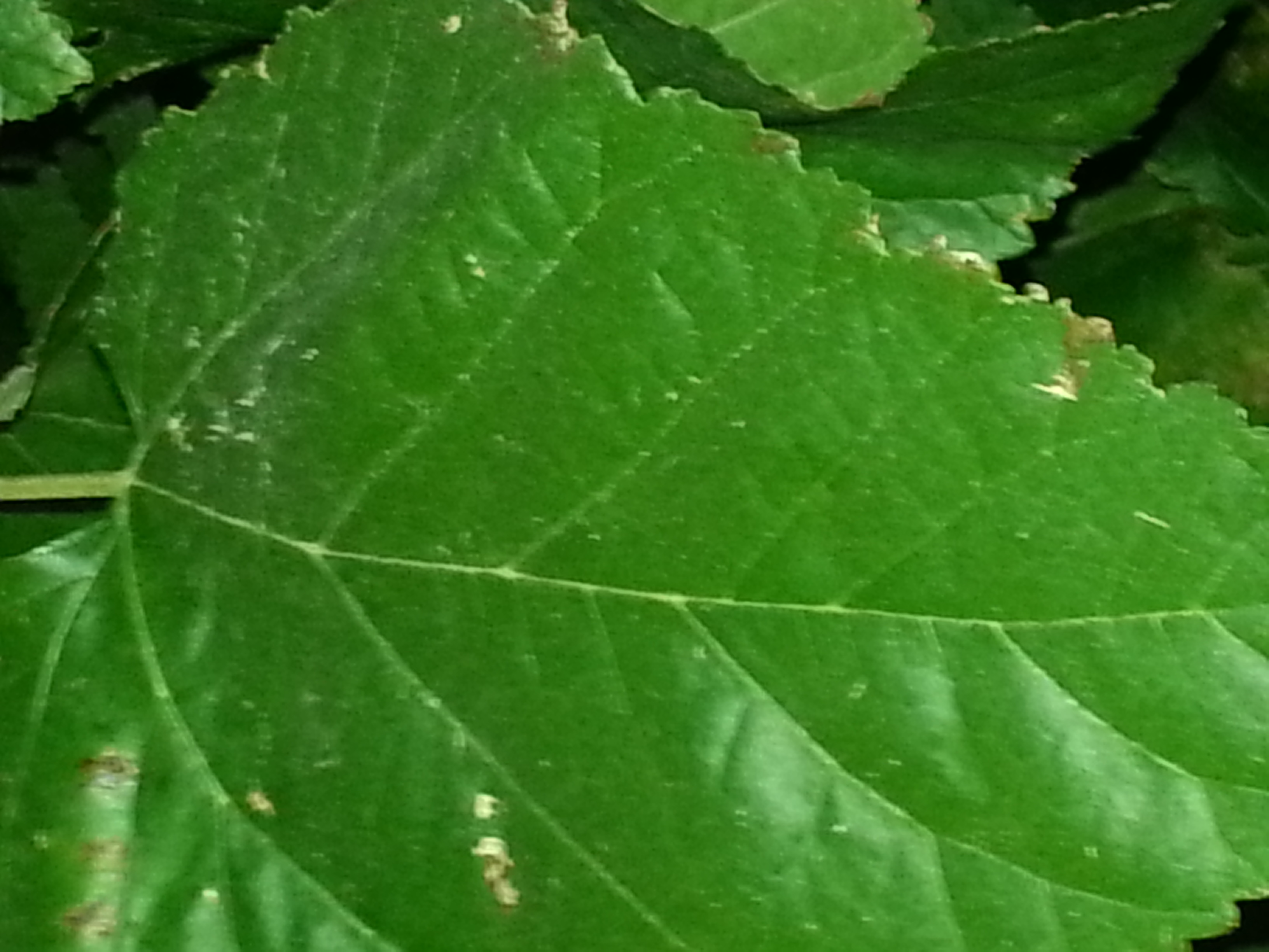 Baum auf Kreta bestimmen (Pflanzenbestimmung, Beeren