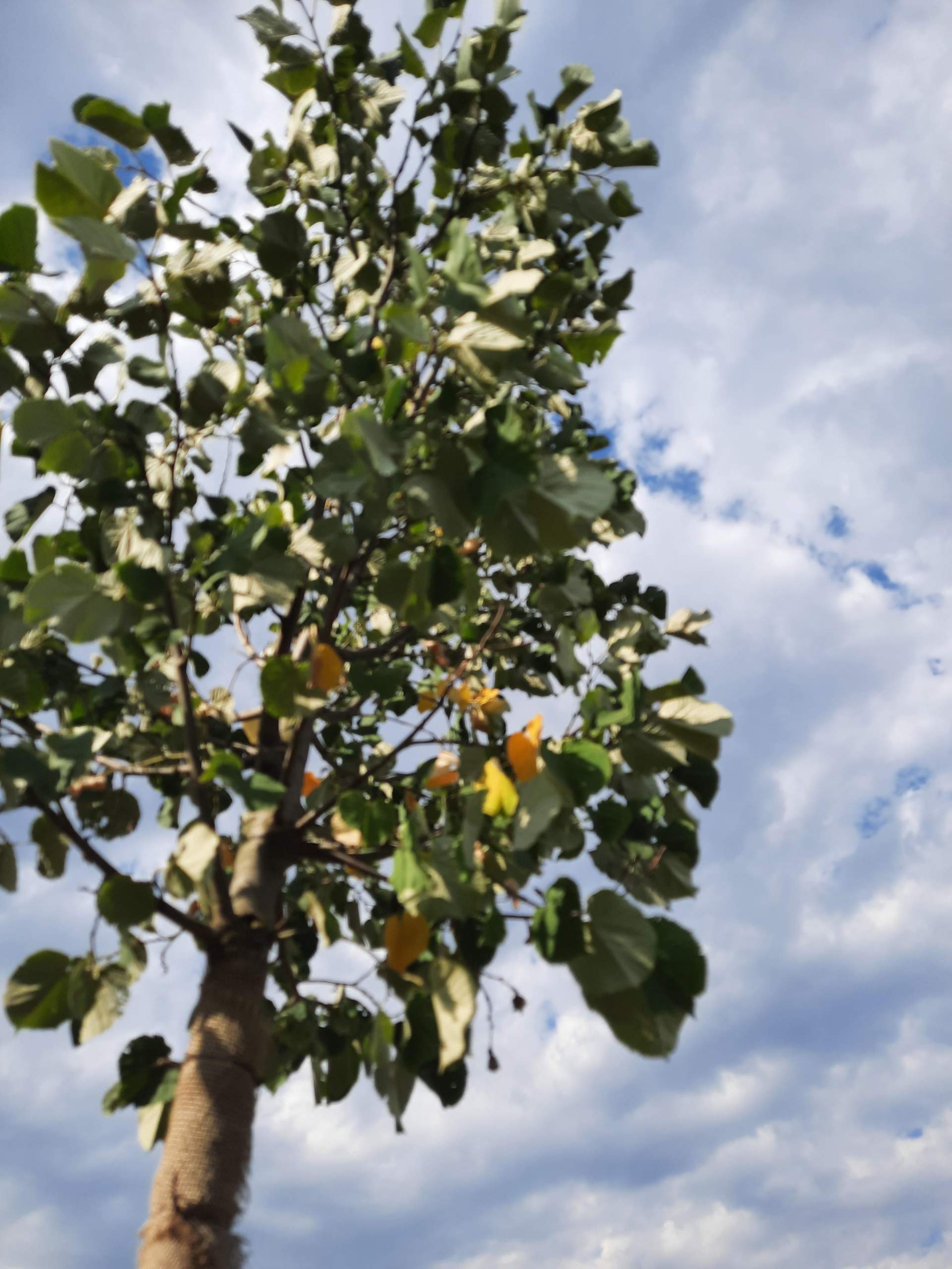Baum bekommt gelbe Blätter warum? (Wasser, Pflanzen, Boden)