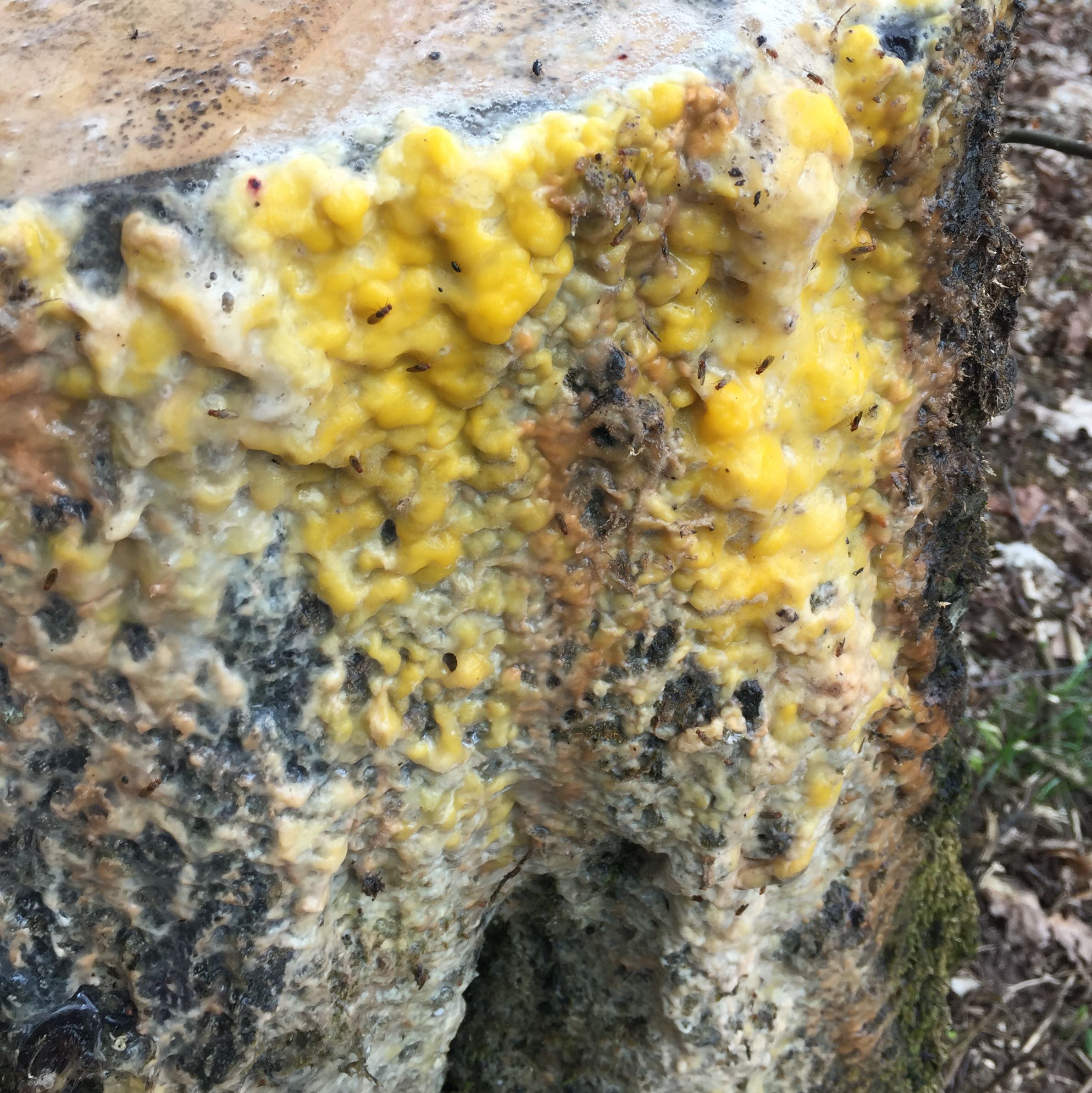 Baum Gefällt Rinde Gelbes Eiter? (Pflanzen, Garten, Natur)