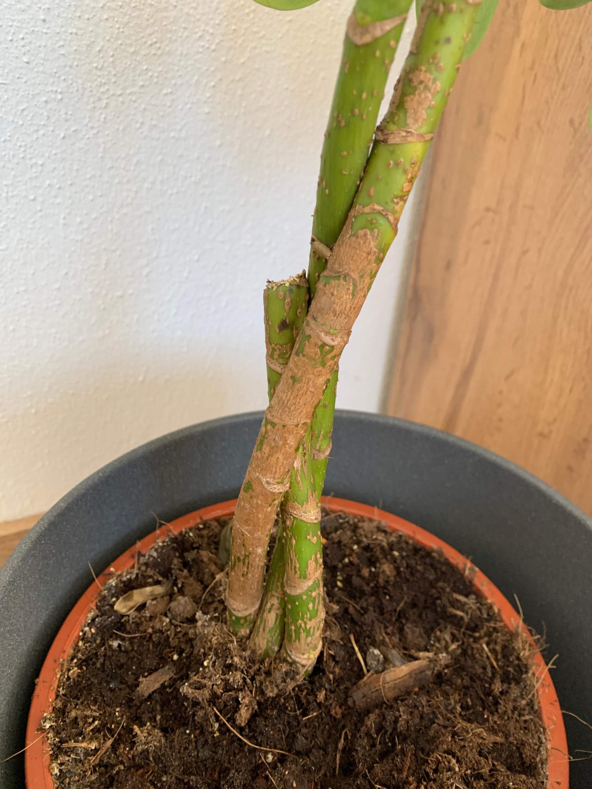 Baum kaputt? (Pflanzen, Garten)