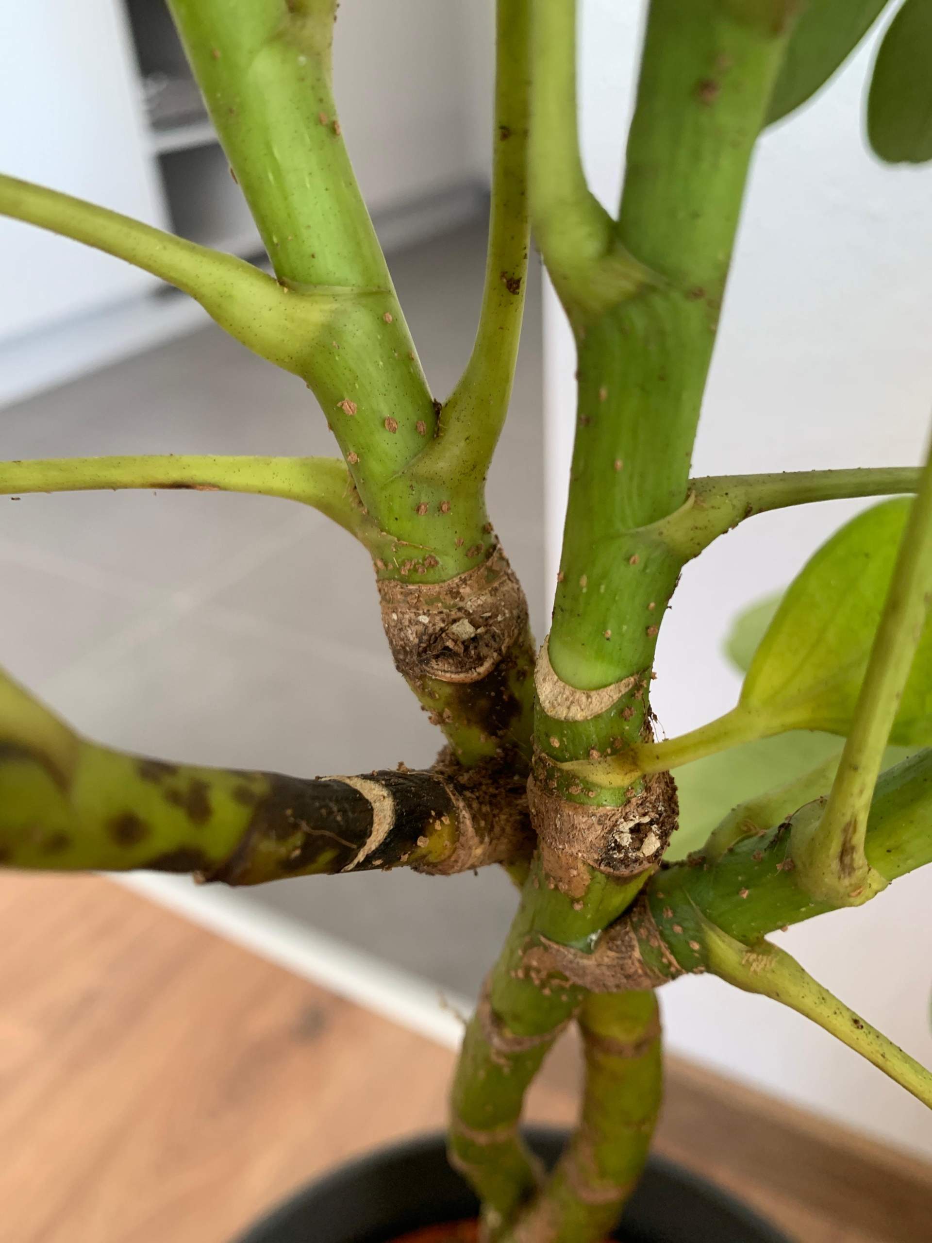 Baum kaputt? (Pflanzen, Garten)