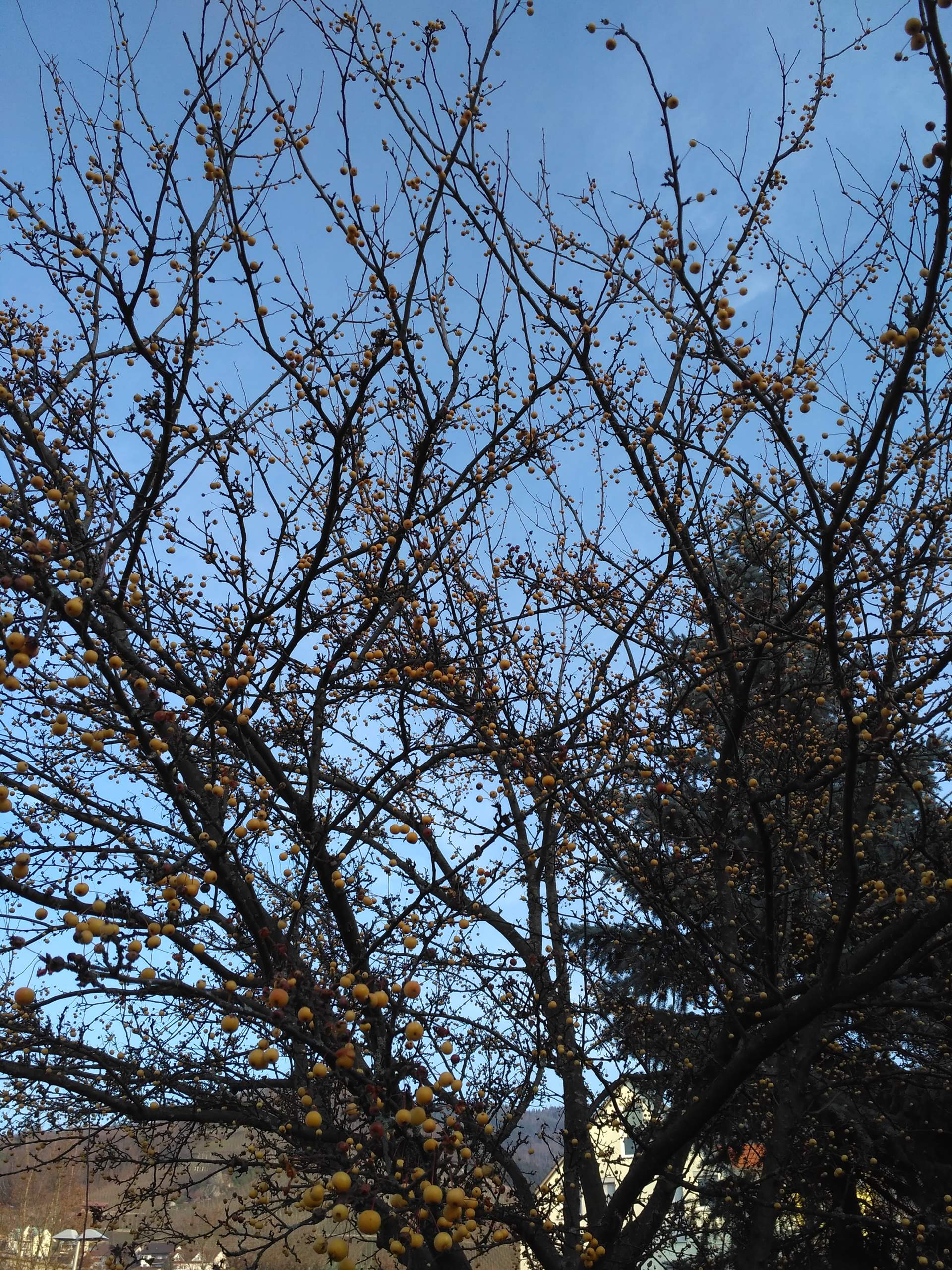 Baum mit kleinen gelben Früchten? (Pflanzenbestimmung)