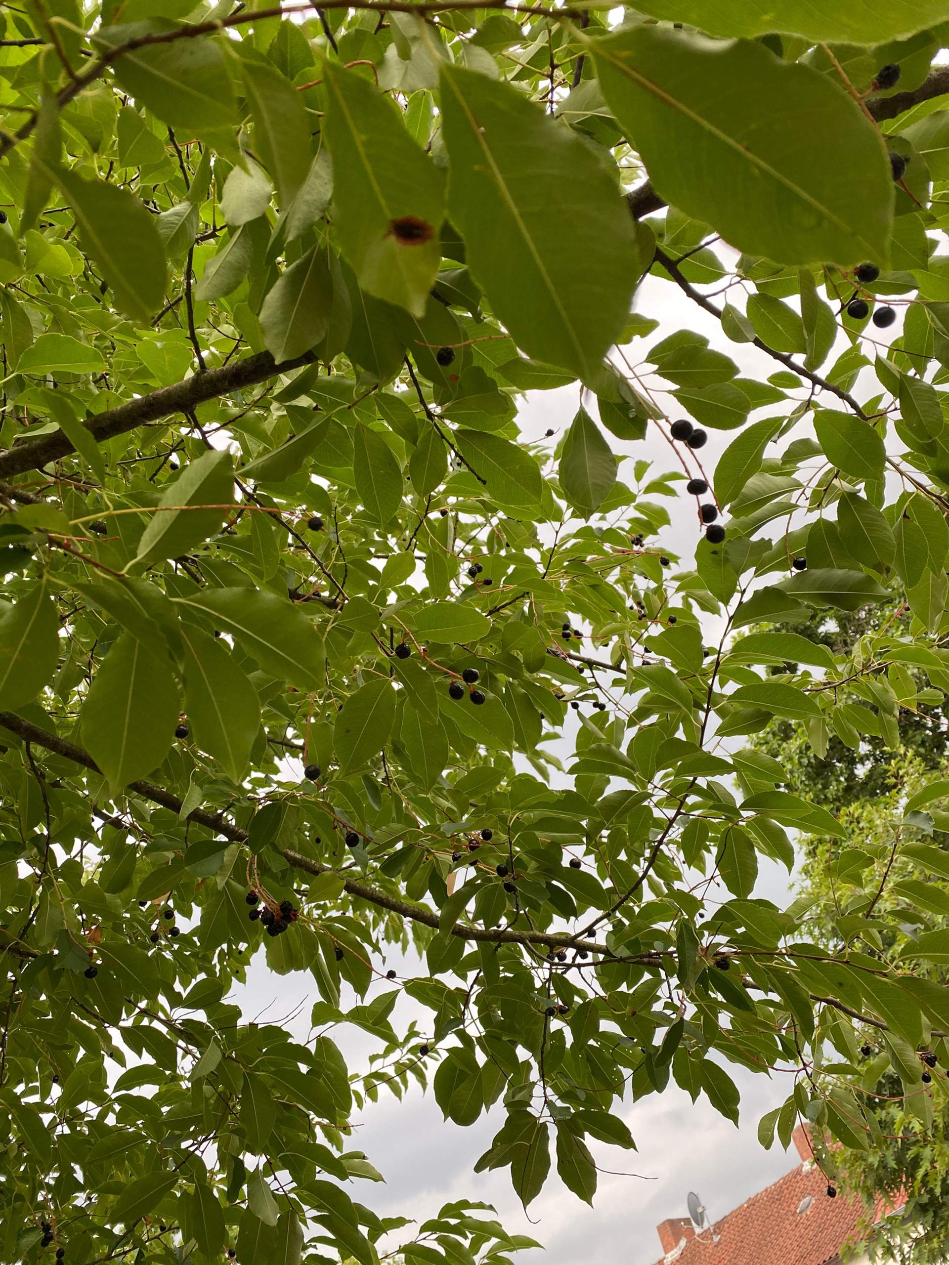 Baum mit schwarzen Beeren? (Pflanzen, Botanik)