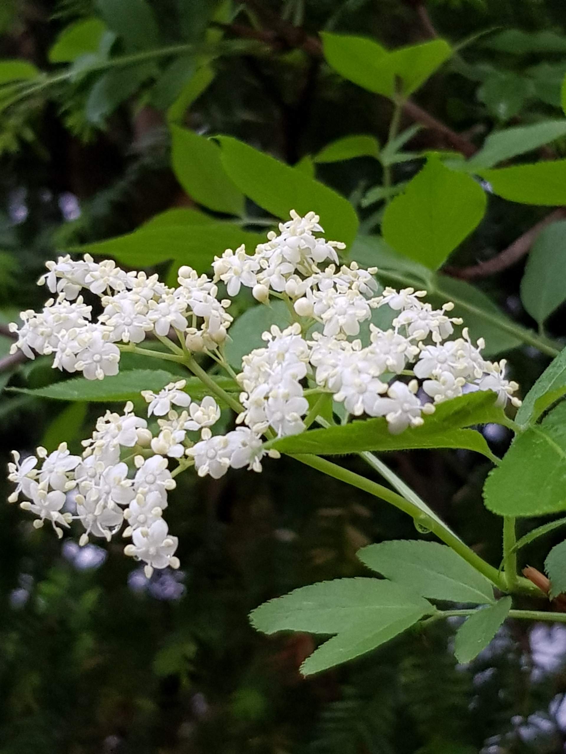 Baum mit weißen Blüten? (Garten)