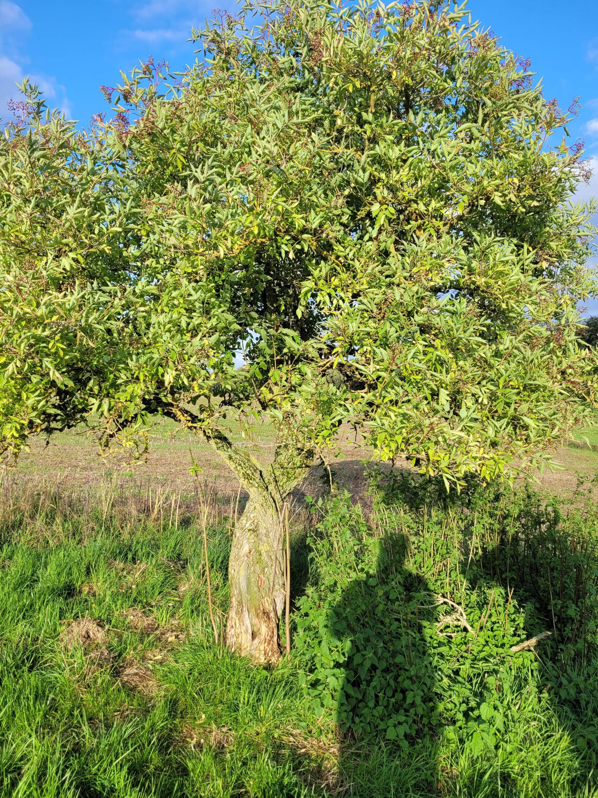 Baum oder Strauch, Schwarzer Holunder? (Blumen, Botanik, Gärtner)