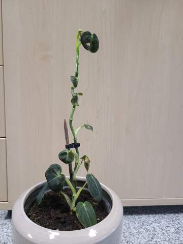 Baum-Philodendron schneiden? (Pflanzenpflege, Zimmerpflanzen, Bltter)