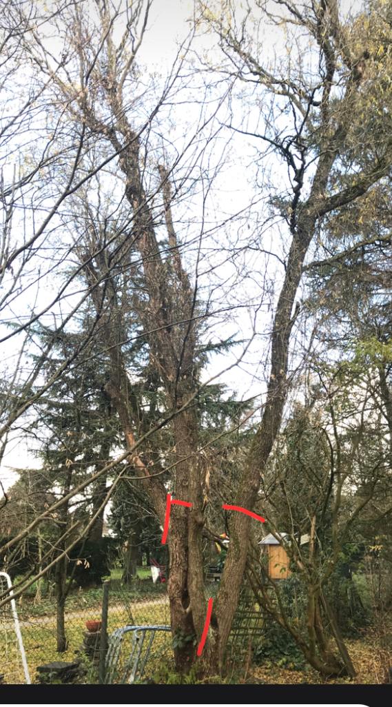 Baum schneiden, Weide radikal kürzen? (Garten, Baum fällen)