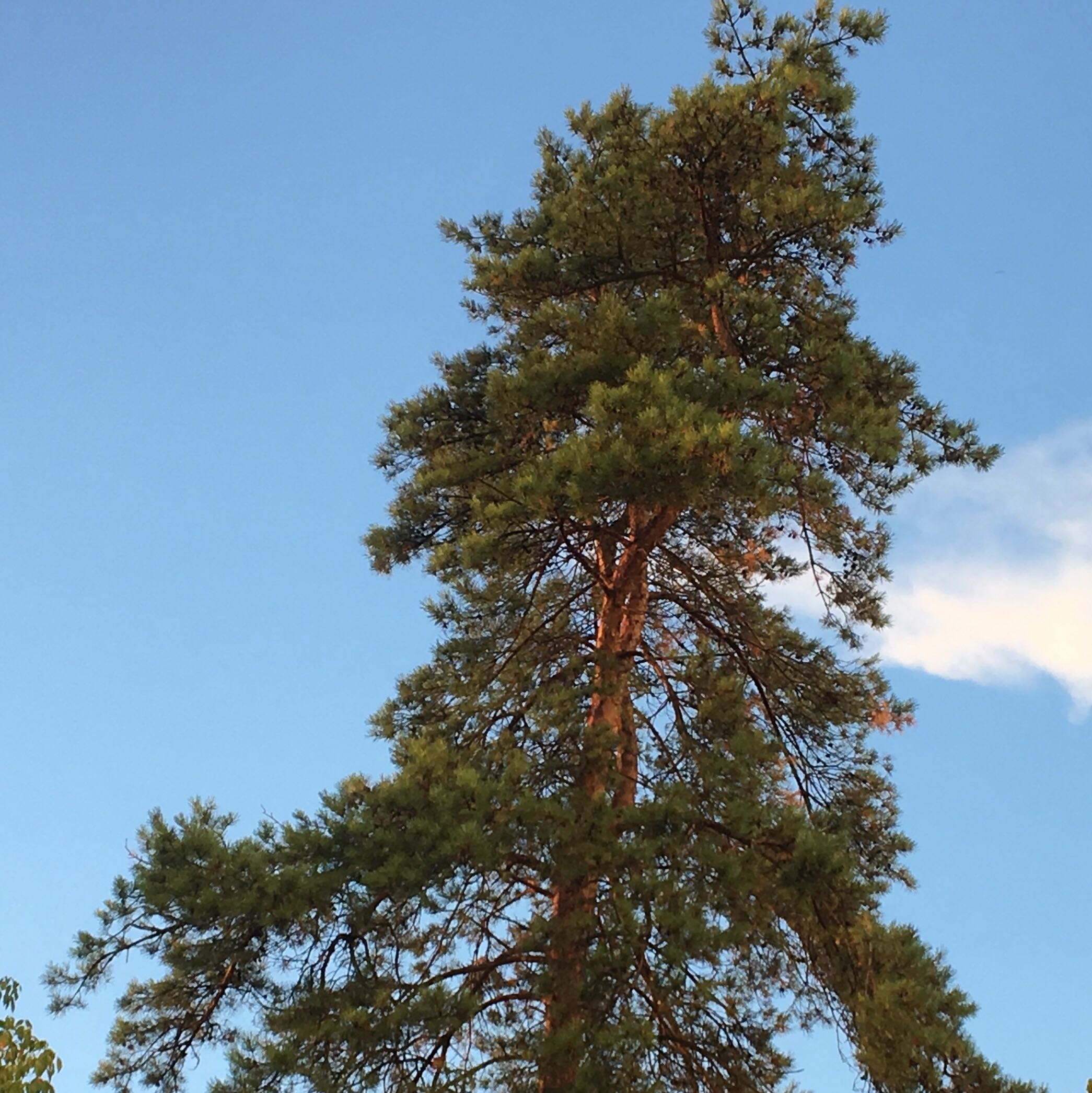 Baum von Nachbar steht sehr schief.. Befürchtung, dass er