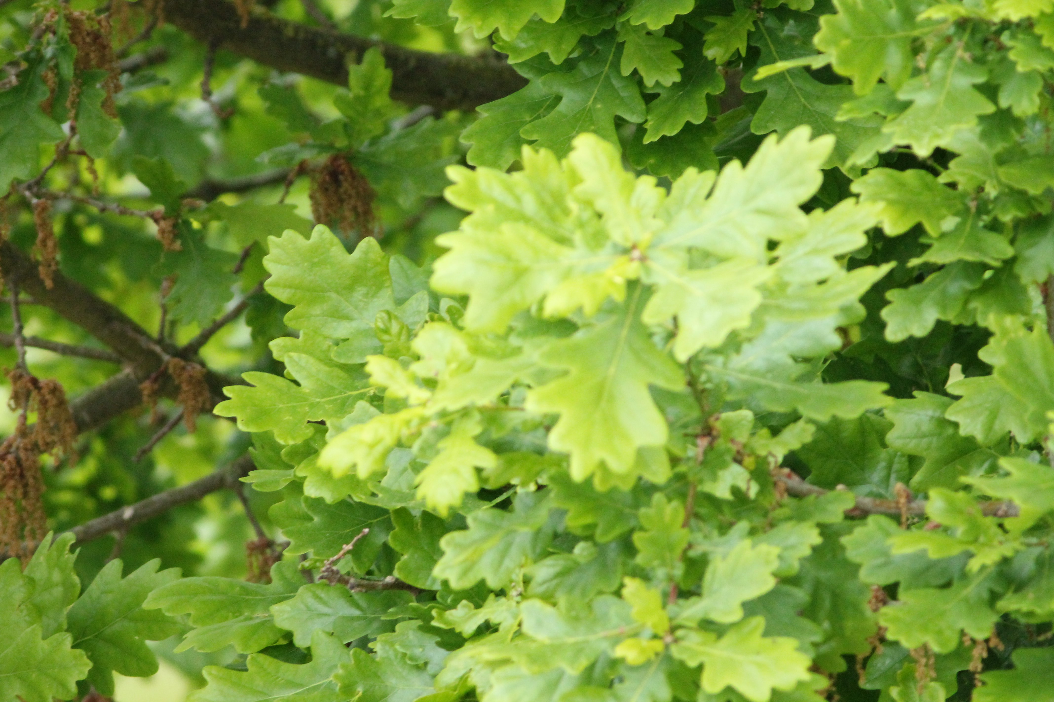 Baum Nach Blätter Bestimmen