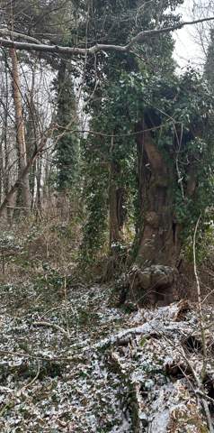 Bild zum Beitrag