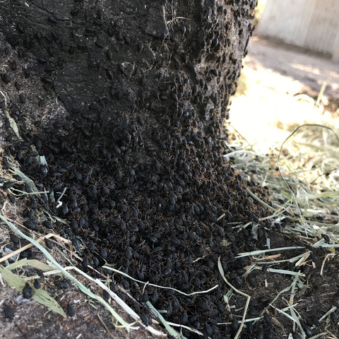 Unten am Stamm - (Insekten, Baum, Käfer)